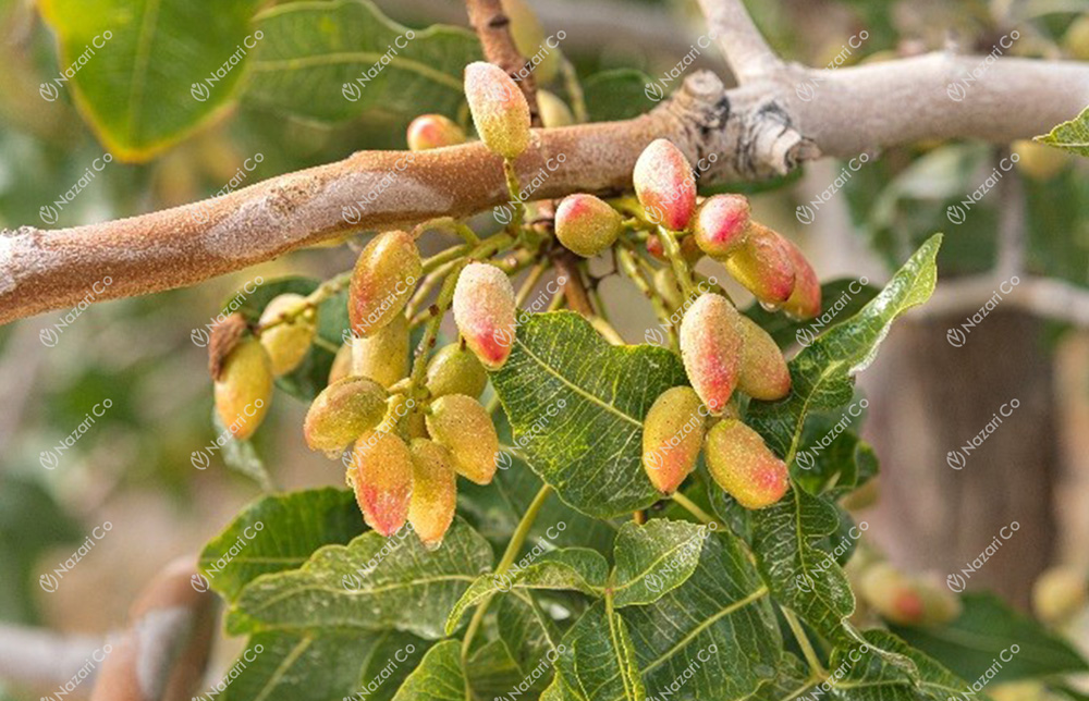 unripe pistachio