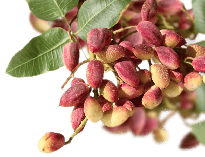 pistachio tree nazari