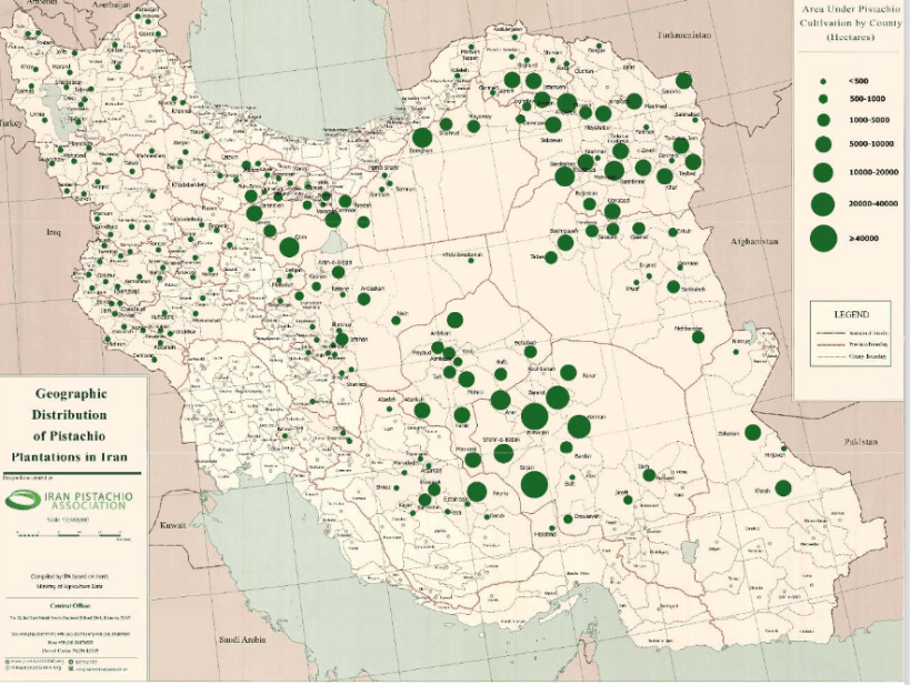 The Bright Future of Pistachio Production in Iran Nazari Pistachio
