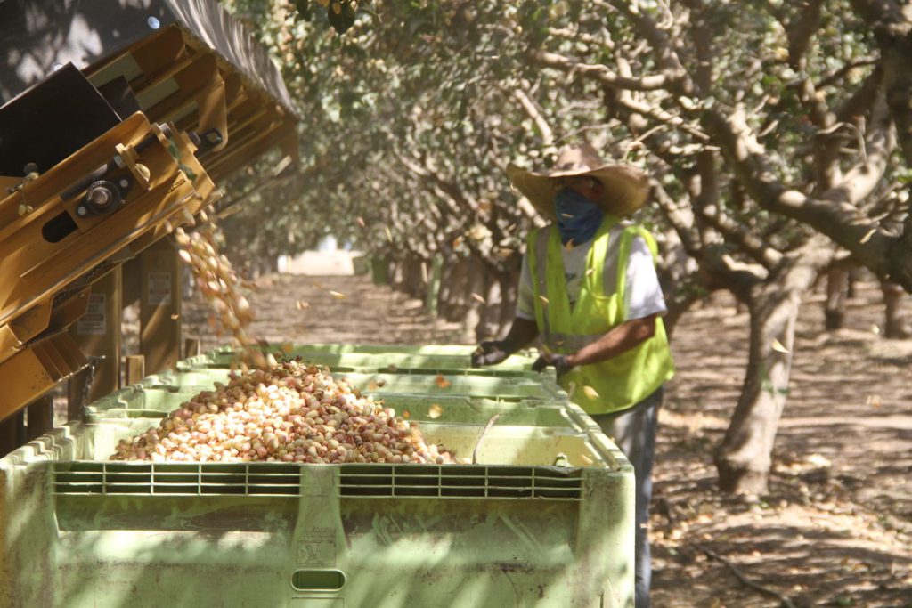 harvesting pistachio by Modern equipment